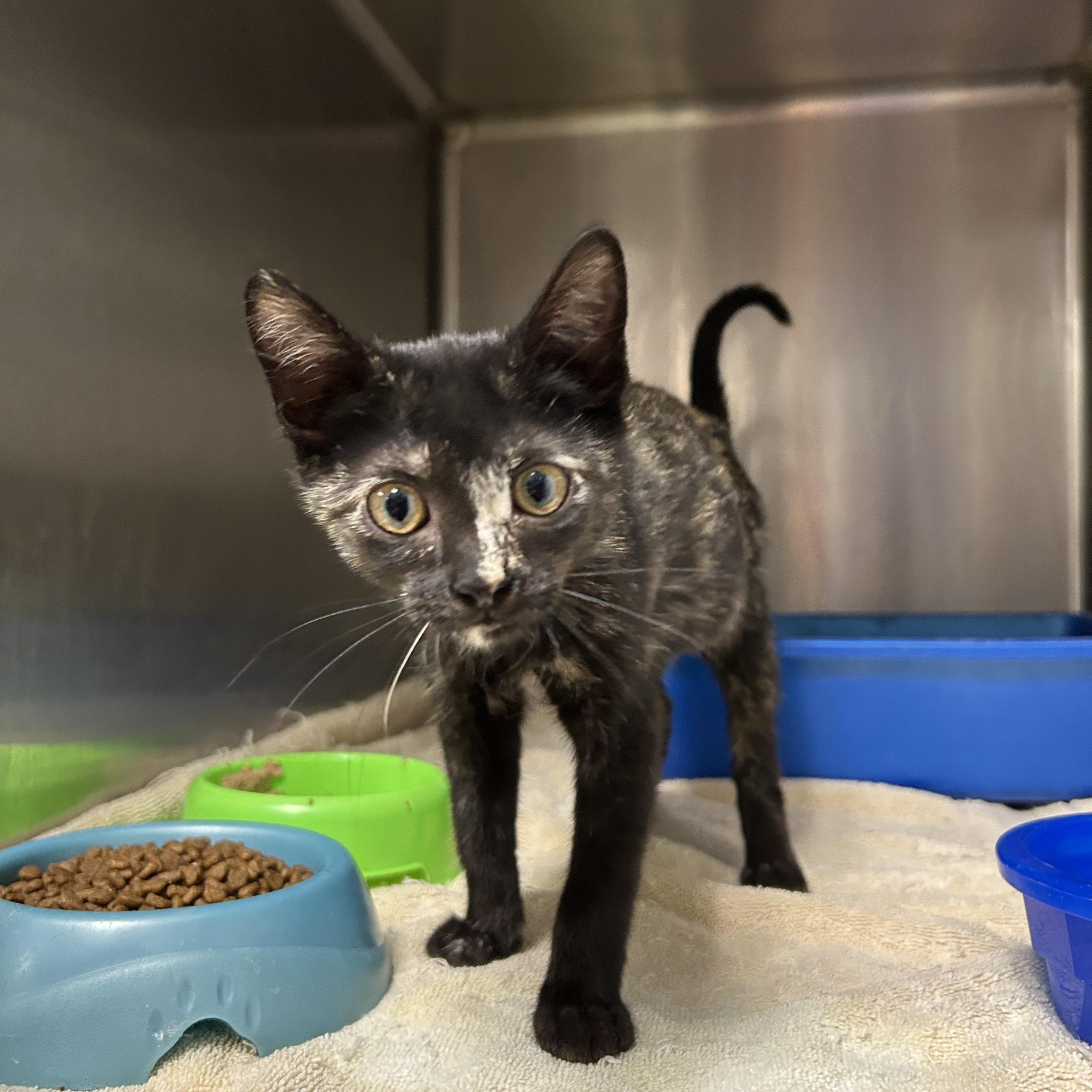 Enlarge Summer Lovin', a Adoptable Tortoiseshell in La Grange Park, IL image 4/5