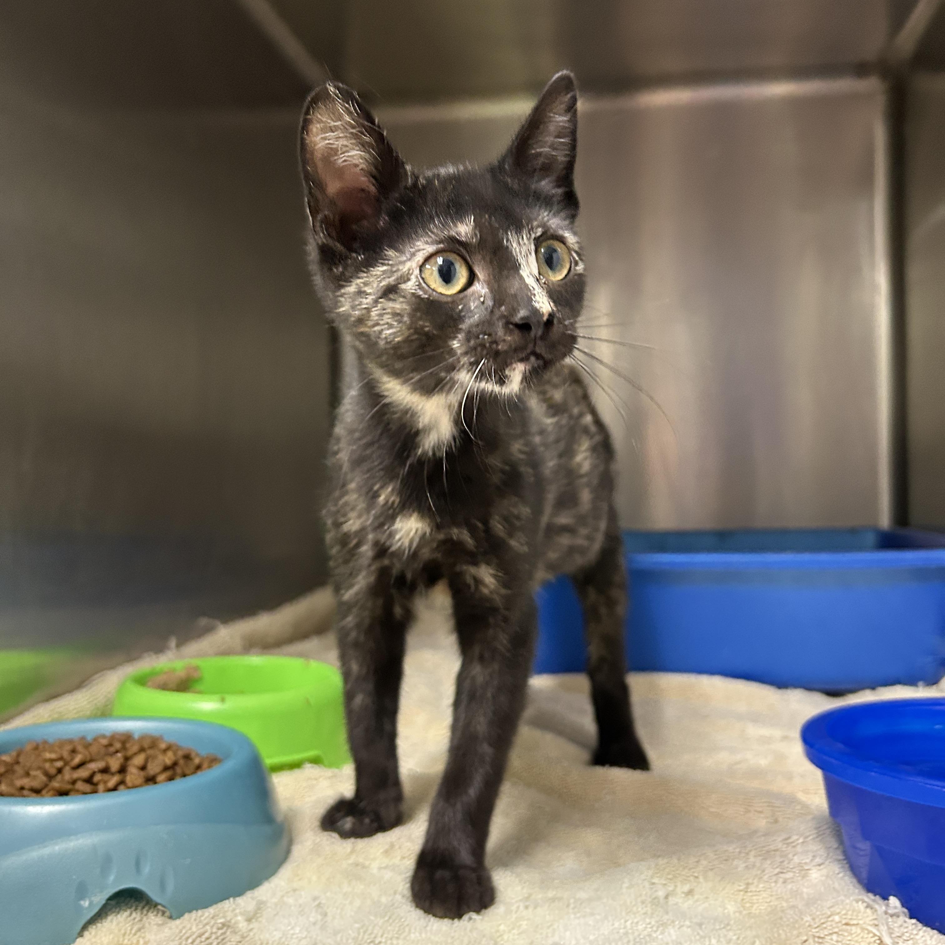 Enlarge Summer Lovin', a Adoptable Tortoiseshell in La Grange Park, IL image 3/5
