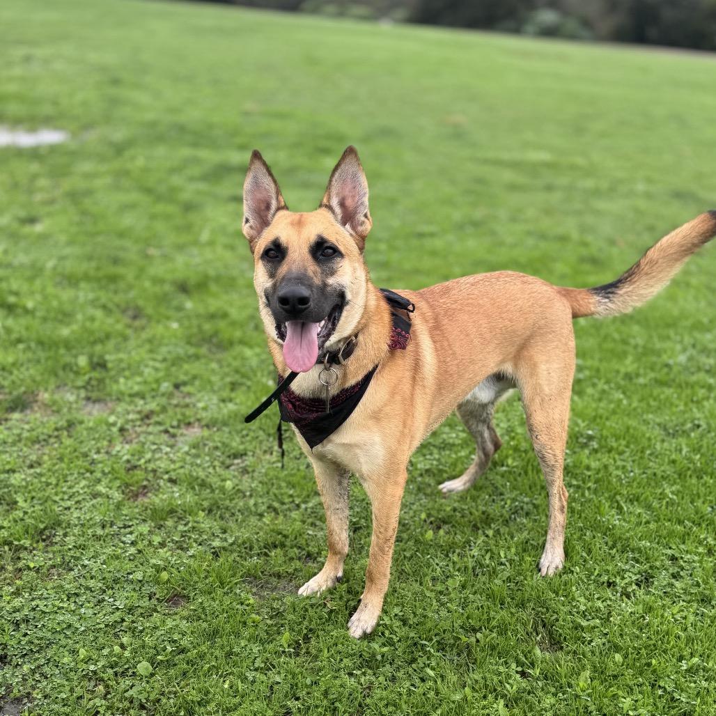 Augie, Adoptable, Adult Male Belgian Shepherd / Malinois & Mixed Breed.