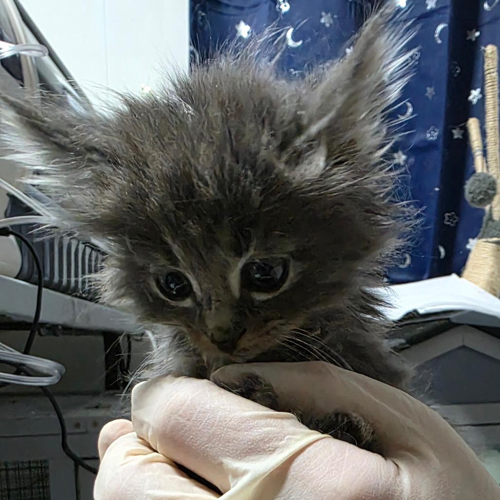 Laoise, Adoptable, Kitten Female Domestic Medium Hair.