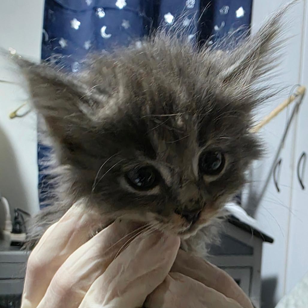 Enlarge Laoise, a Adoptable Domestic Medium Hair in Sioux Falls, SD image 2/2