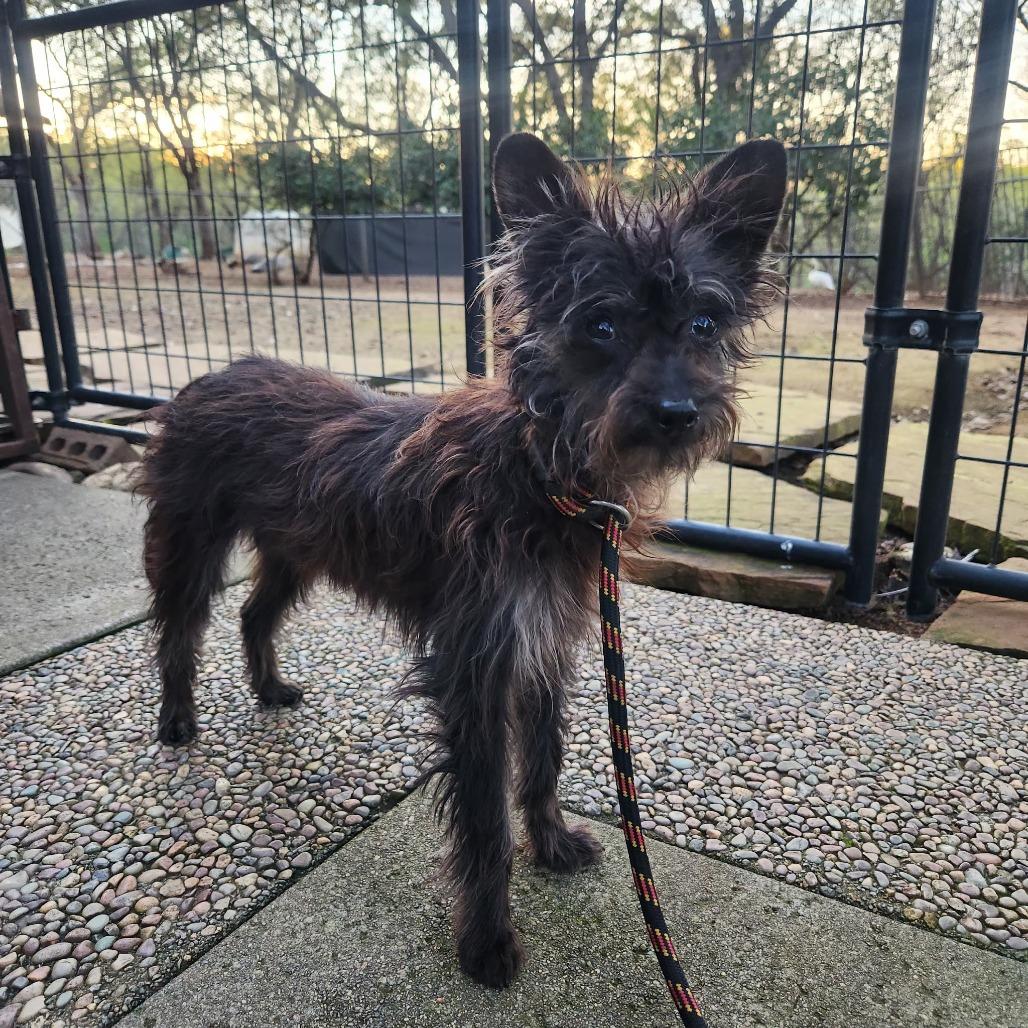 Gary, Adoptable, Young Male Yorkshire Terrier & Dachshund.