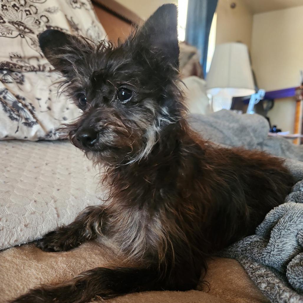 Enlarge Gary, a Adoptable mixed breed in Pacifica, CA image 2/3