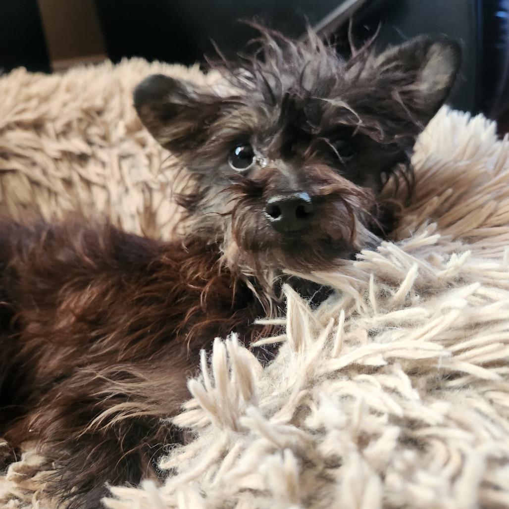 Enlarge Gary, a Adoptable mixed breed in Pacifica, CA image 3/3