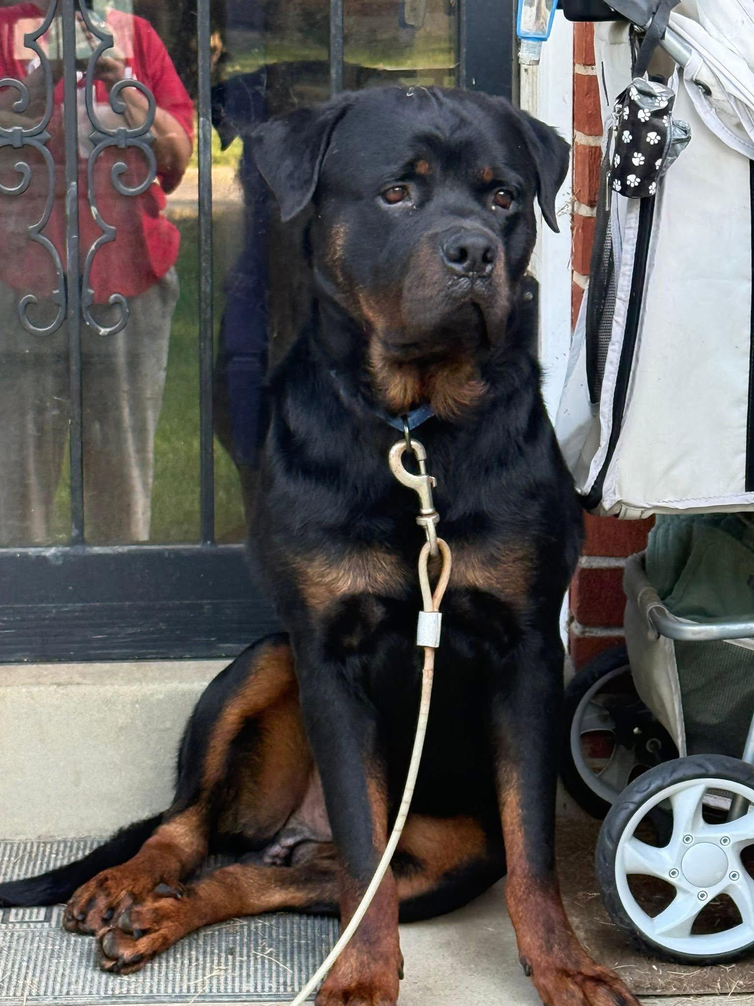 Roosevelt, Adopted, Adult Male Rottweiler.