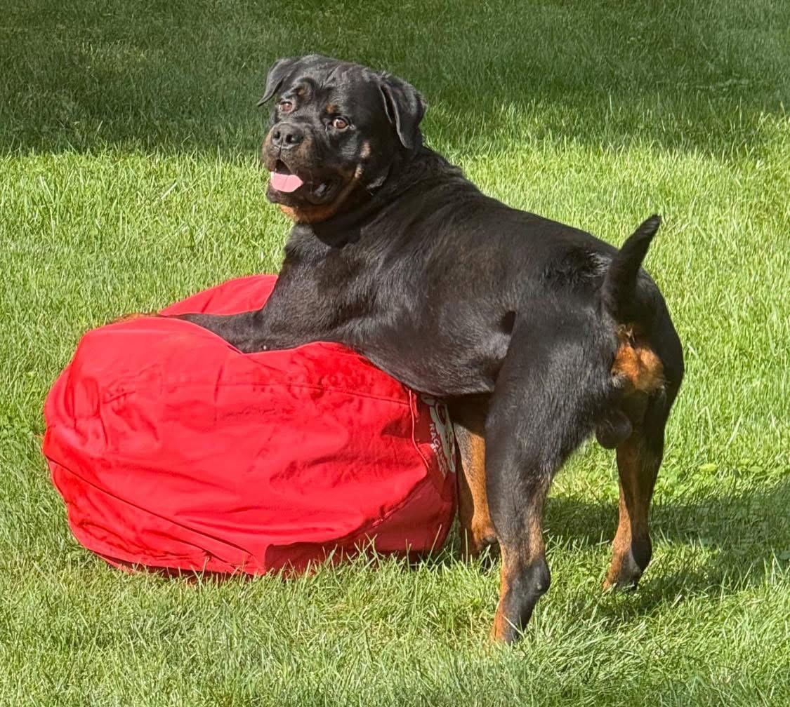Roosevelt, a Adopted Rottweiler in Germantown, OH image 2/3