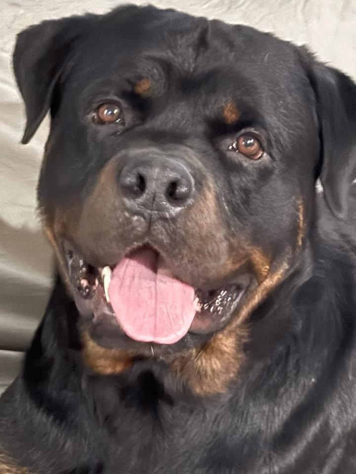 Roosevelt, a Adopted Rottweiler in Germantown, OH image 3/3