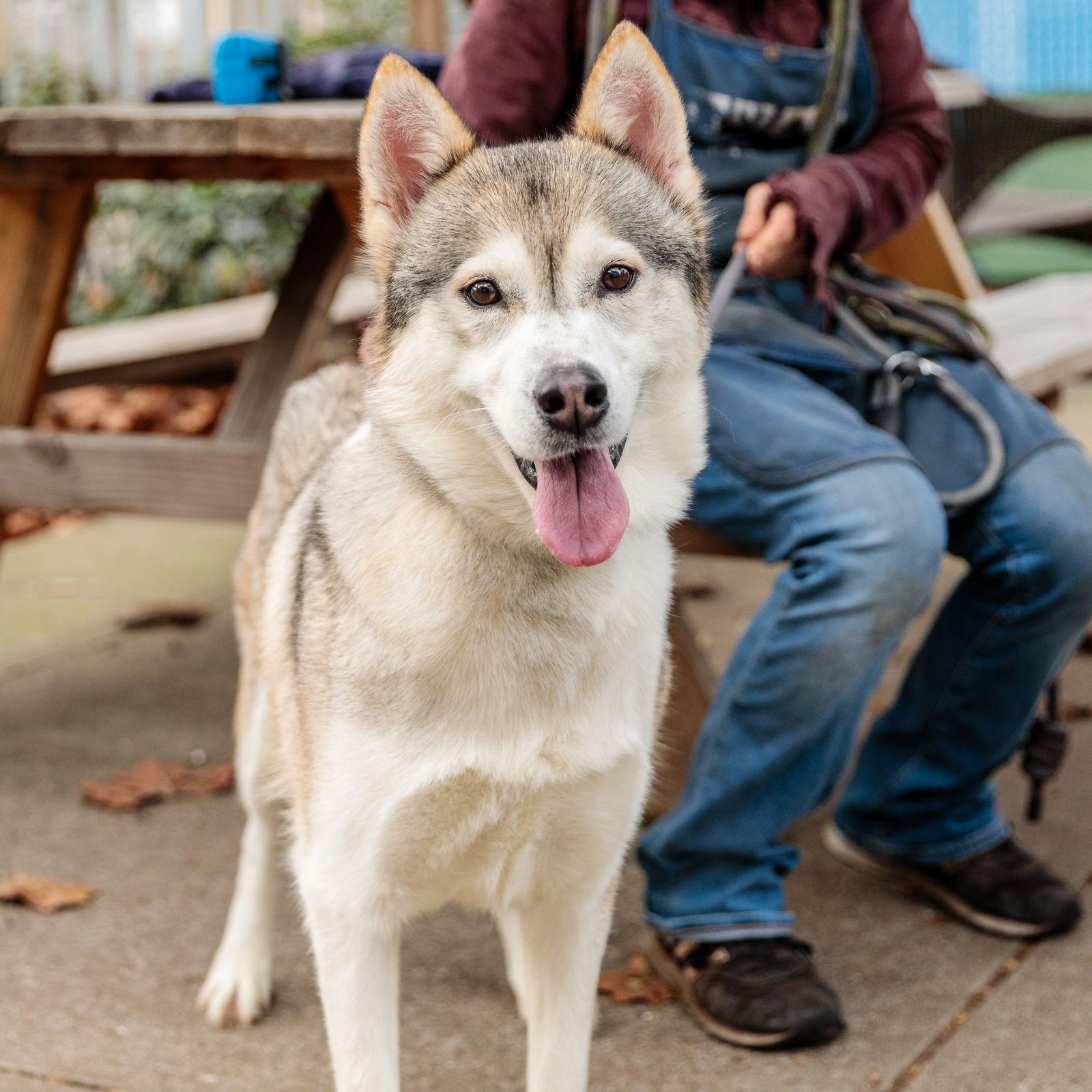 Enlarge Elora, a Adopted Husky in Oakland, CA image 1/2