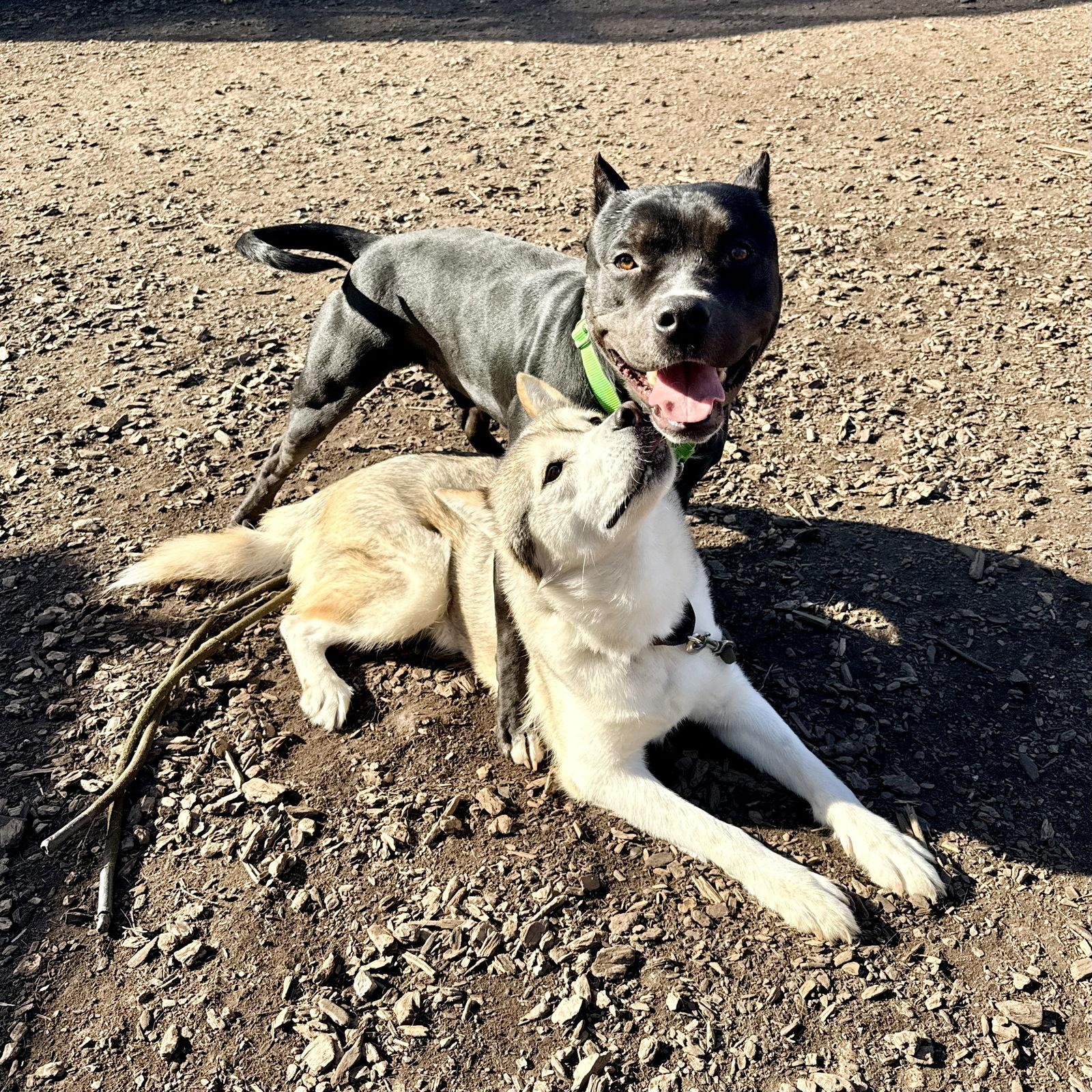 Enlarge Elora, a Adopted Husky in Oakland, CA image 2/2