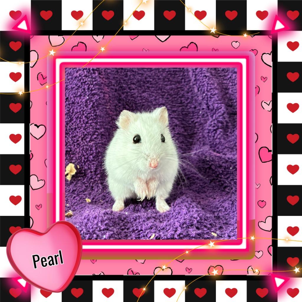 Pearl, Adoptable, Young Male Hamster.