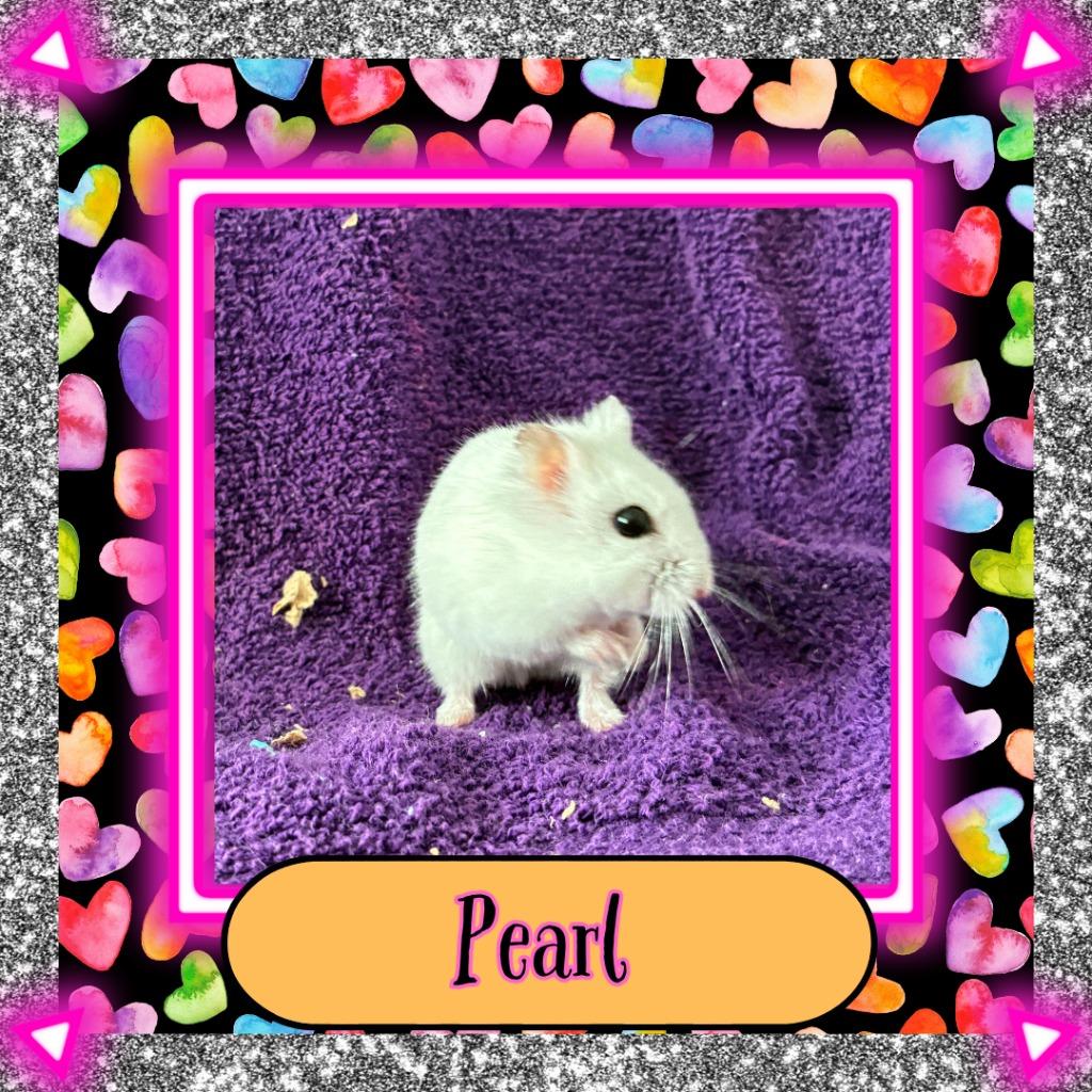 Enlarge Pearl, a Adoptable Hamster in Elizabethtown, KY image 4/6