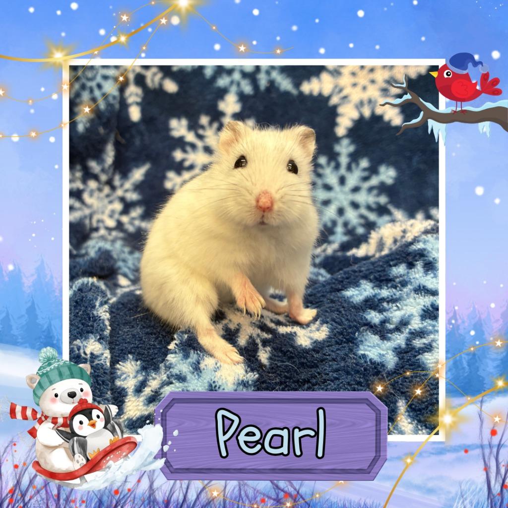 Enlarge Pearl, a Adoptable Hamster in Elizabethtown, KY image 6/6