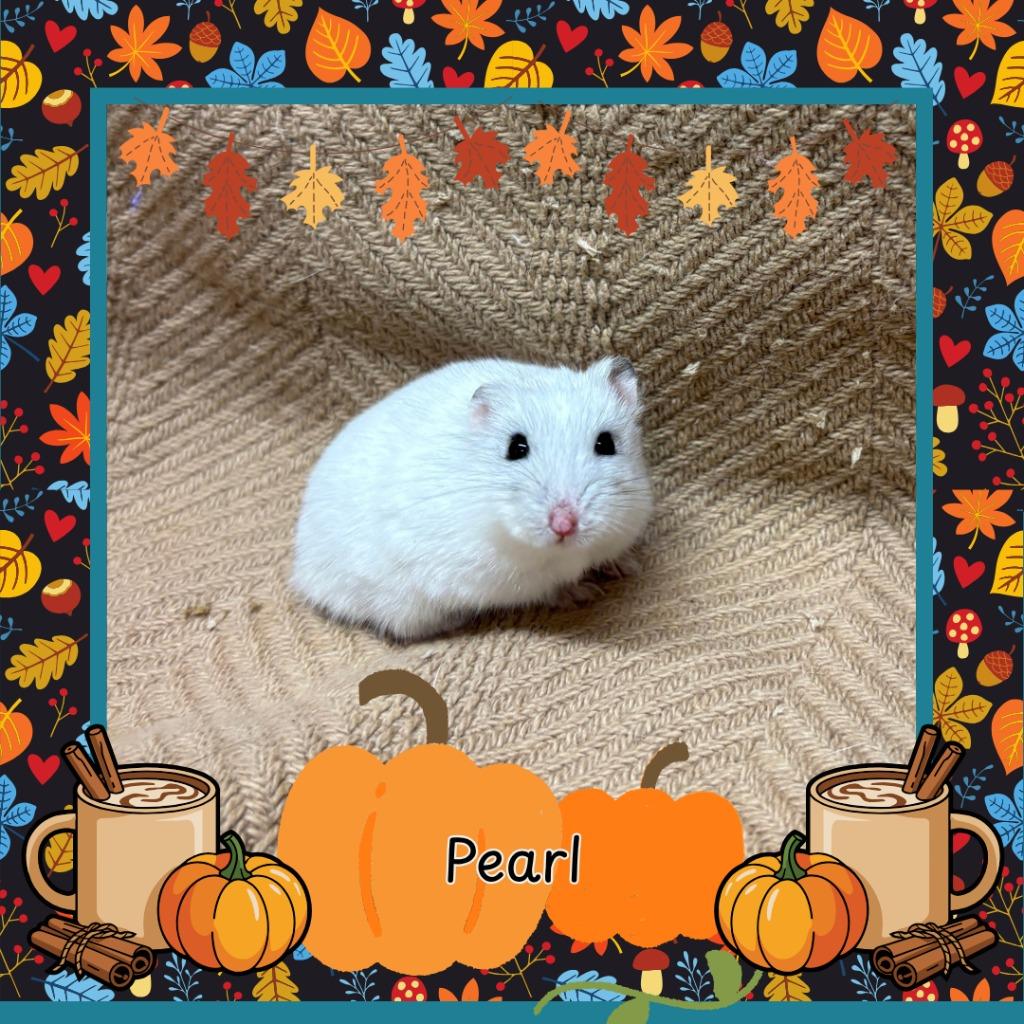 Enlarge Pearl, a Adoptable Hamster in Elizabethtown, KY image 1/2