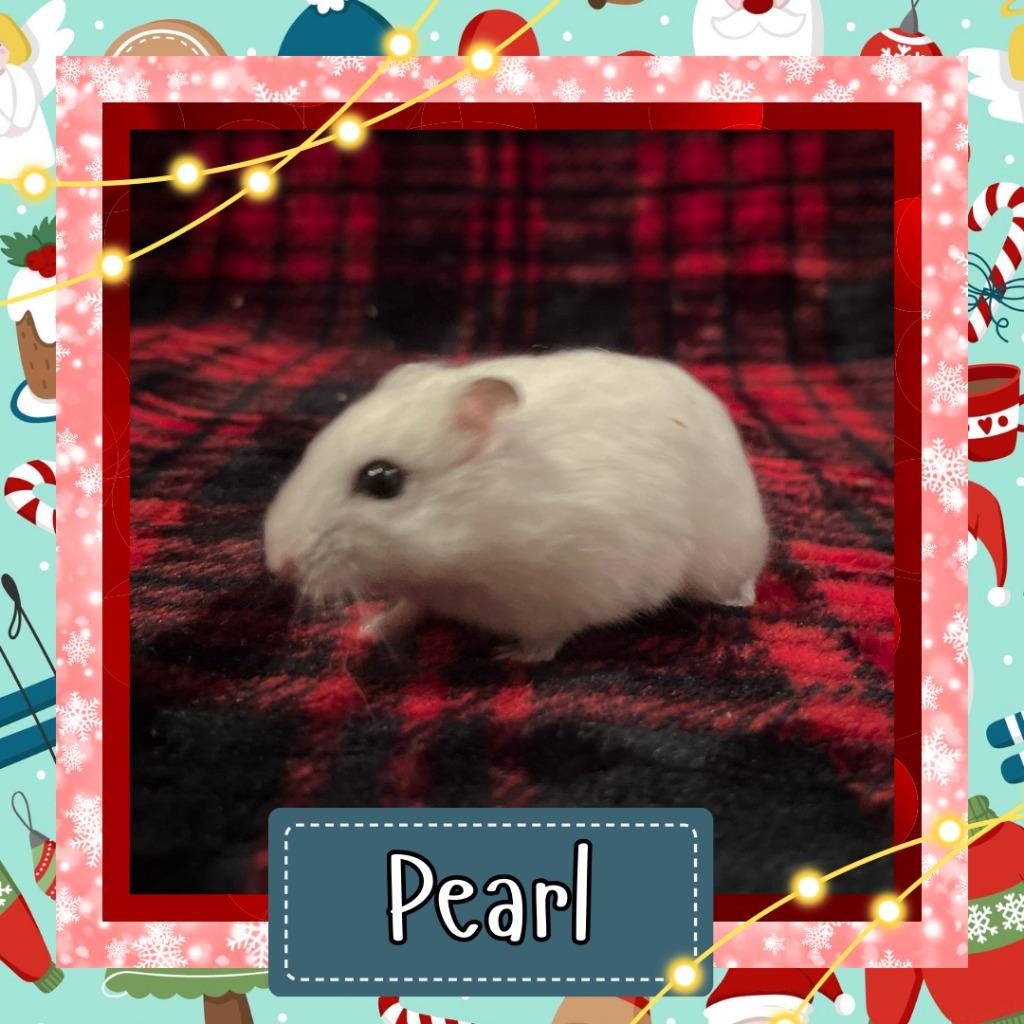 Enlarge Pearl, a Adoptable Hamster in Elizabethtown, KY image 2/2