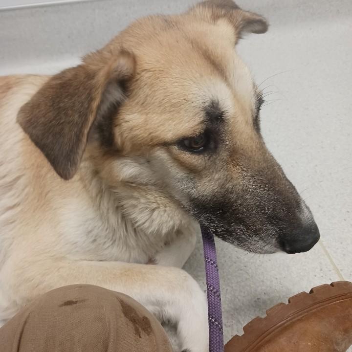 Enlarge Dasher & Dancer- Mother/Daughter Duo!, an adoptable mixed breed in Fredericksburg, VA image 4/4