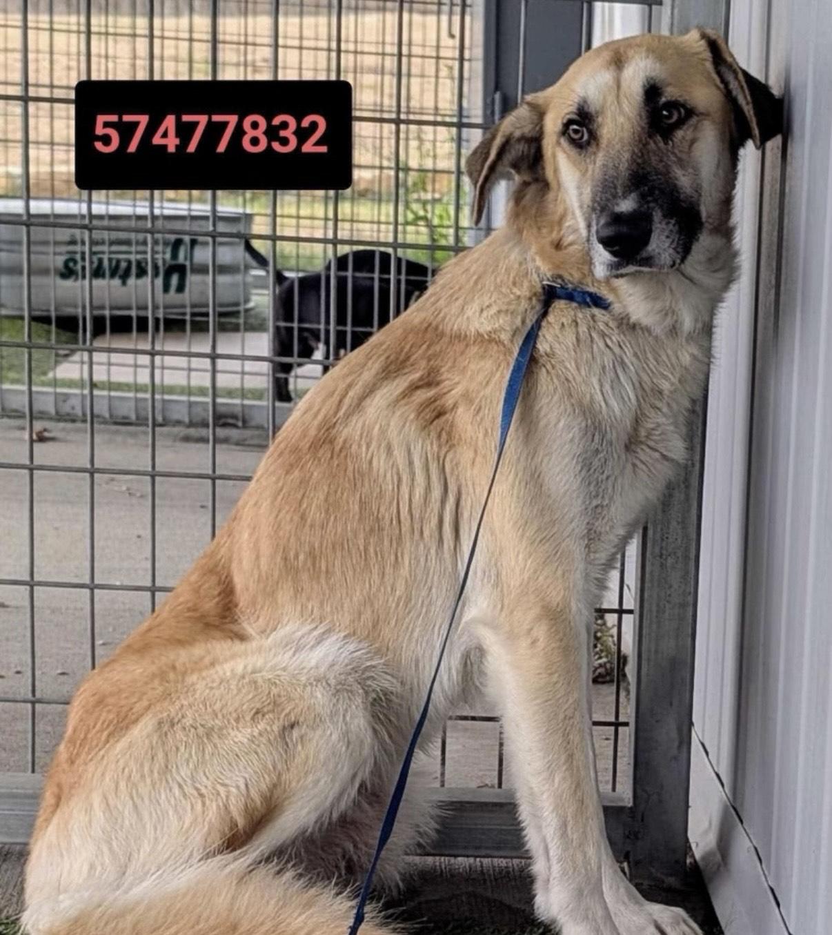 Enlarge Dasher & Dancer- Mother/Daughter Duo!, an adoptable mixed breed in Fredericksburg, VA image 3/4