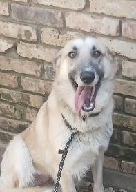 Enlarge Dasher & Dancer- Mother/Daughter Duo!, an adoptable mixed breed in Fredericksburg, VA image 1/4