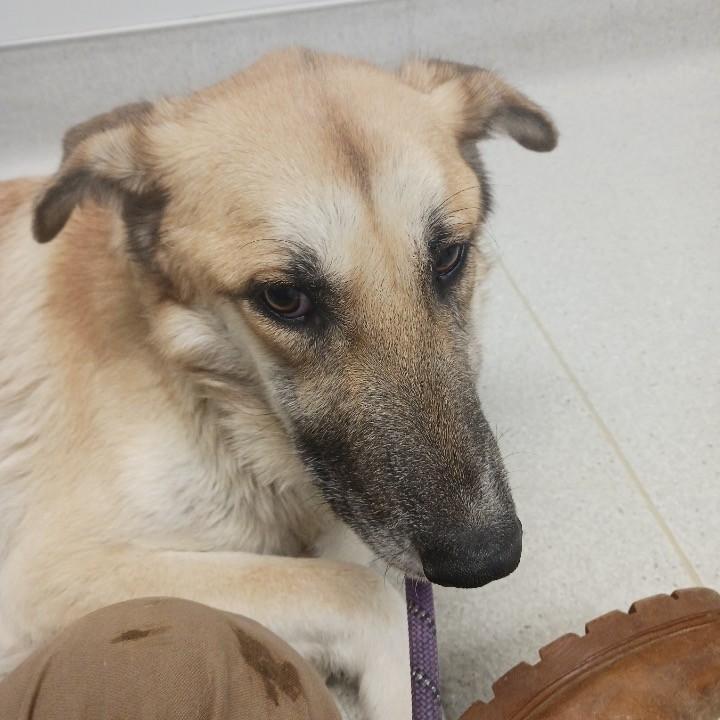 Enlarge Dasher & Dancer- Mother/Daughter Duo!, an adoptable mixed breed in Fredericksburg, VA image 2/4