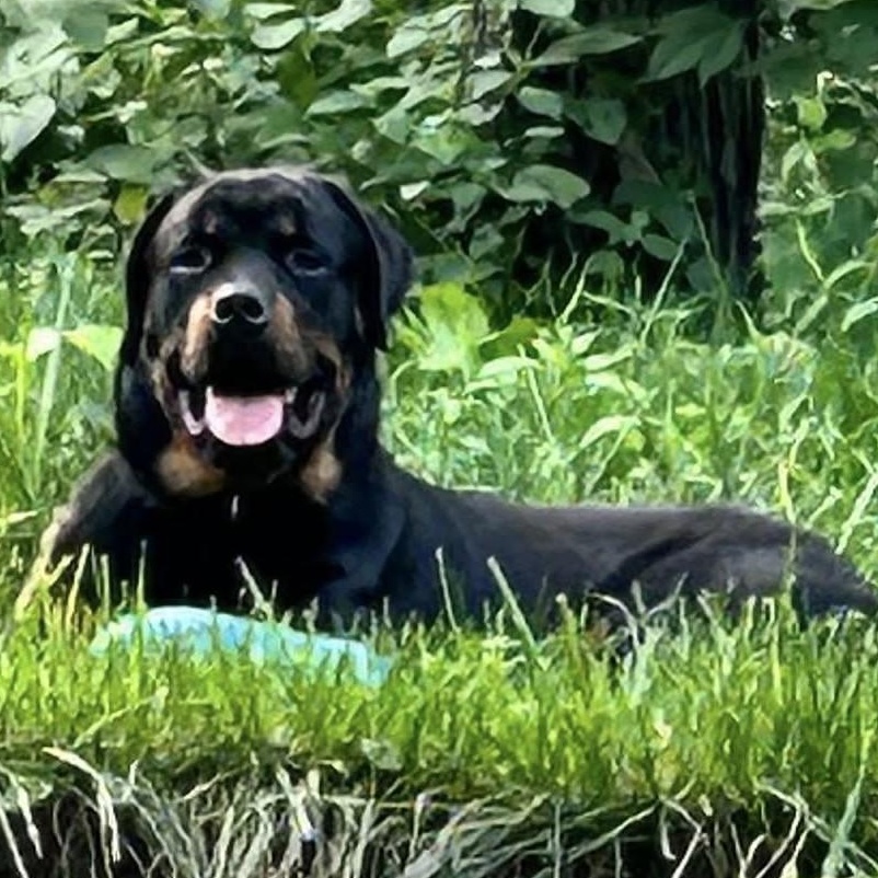 Enlarge Eeyore, a Adopted Rottweiler in Perkasie, PA image 1/5
