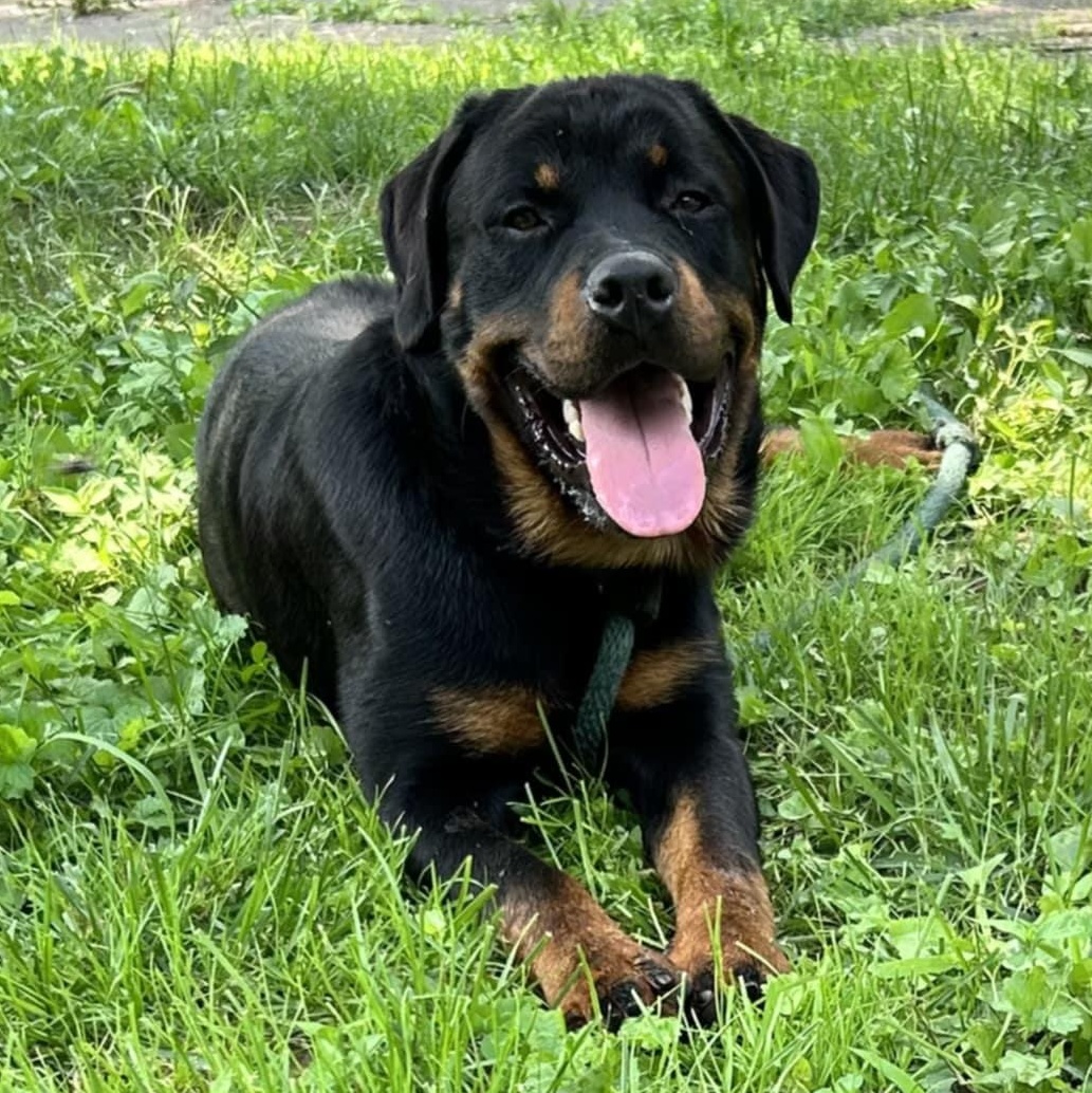 Enlarge Eeyore, a Adopted Rottweiler in Perkasie, PA image 2/5