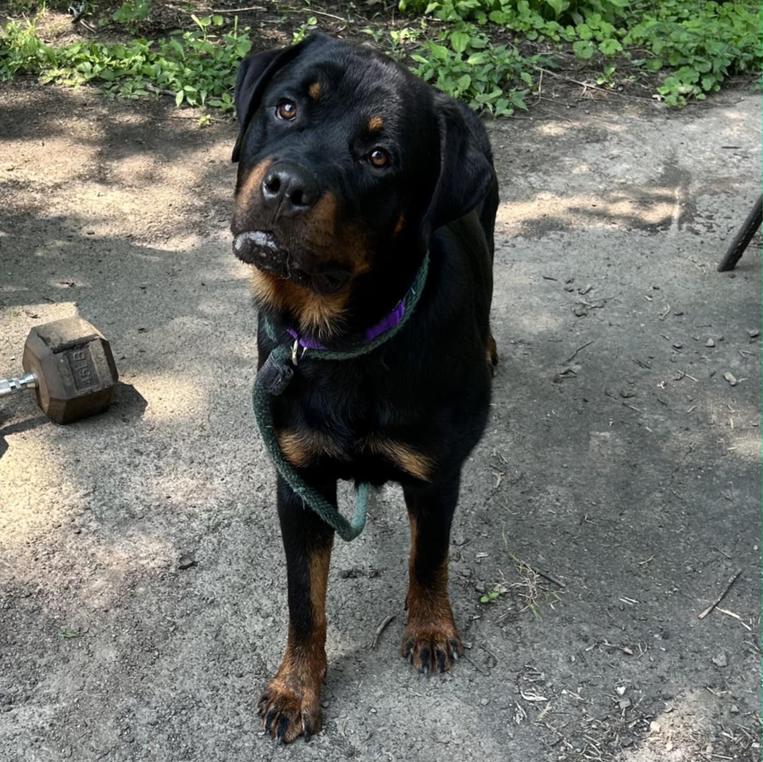 Enlarge Eeyore, a Adopted Rottweiler in Perkasie, PA image 3/5