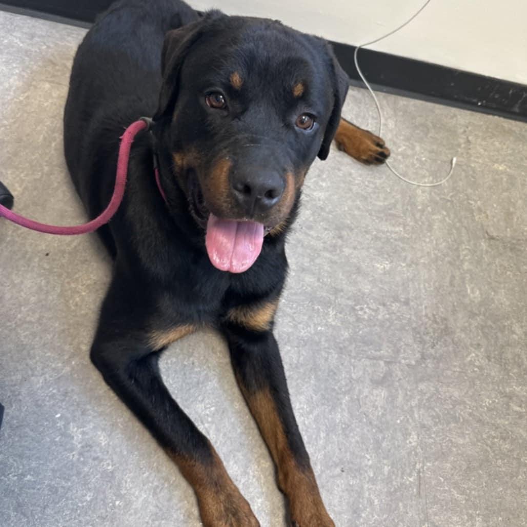 Enlarge Eeyore, a Adopted Rottweiler in Perkasie, PA image 4/5
