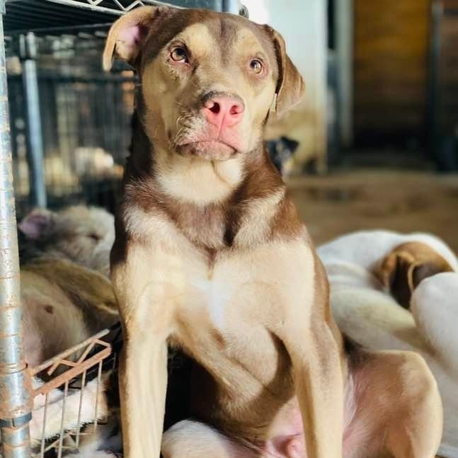 Enlarge Rugby, a Adoptable mixed breed in Portland, OR image 1/11