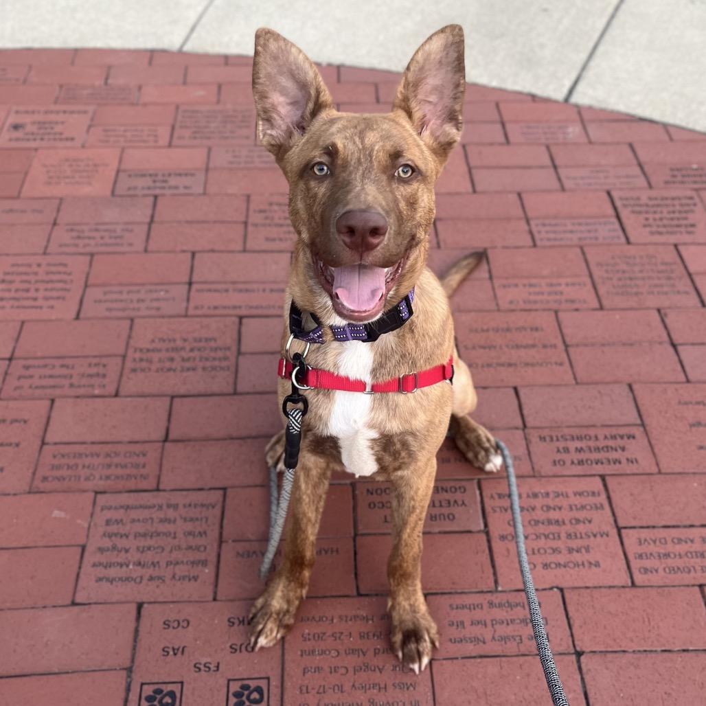 Enlarge Cairo, a Adoptable Mixed Breed in Hinsdale, IL image 1/4