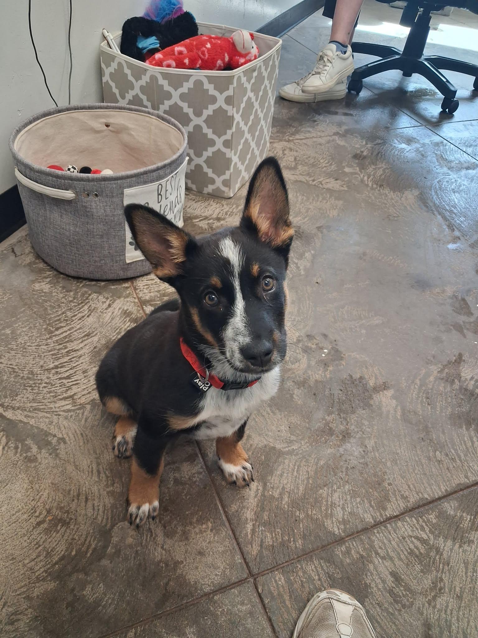 Enlarge Milo, an adopted mixed breed in Roosevelt, UT image 3/3