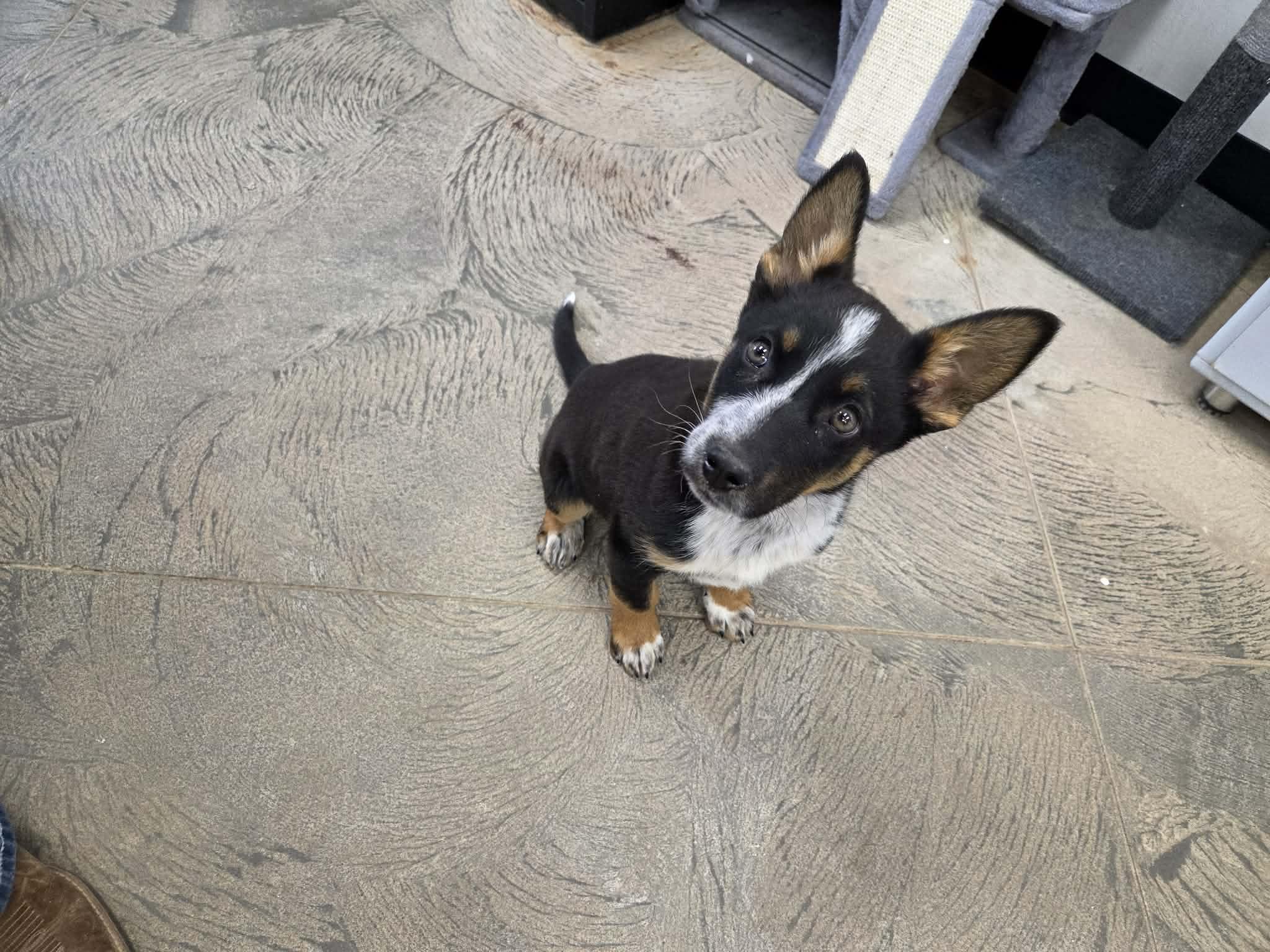 Milo, adopted, Young Male Australian Kelpie & Australian Cattle Dog / Blue Heeler.