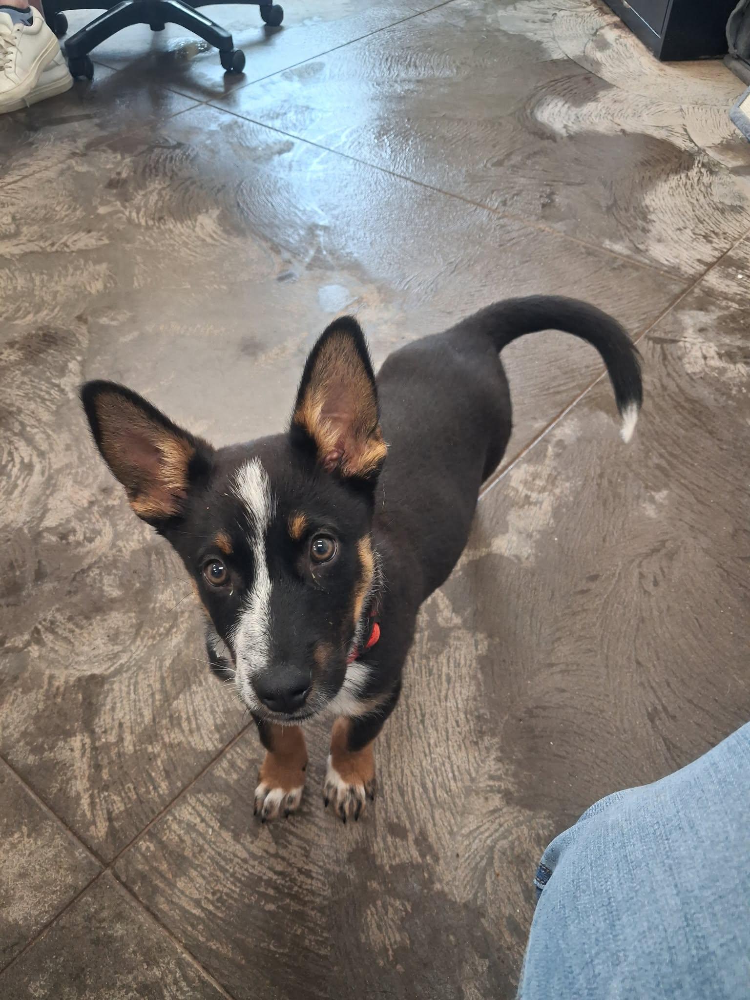 Enlarge Milo, an adopted mixed breed in Roosevelt, UT image 2/3