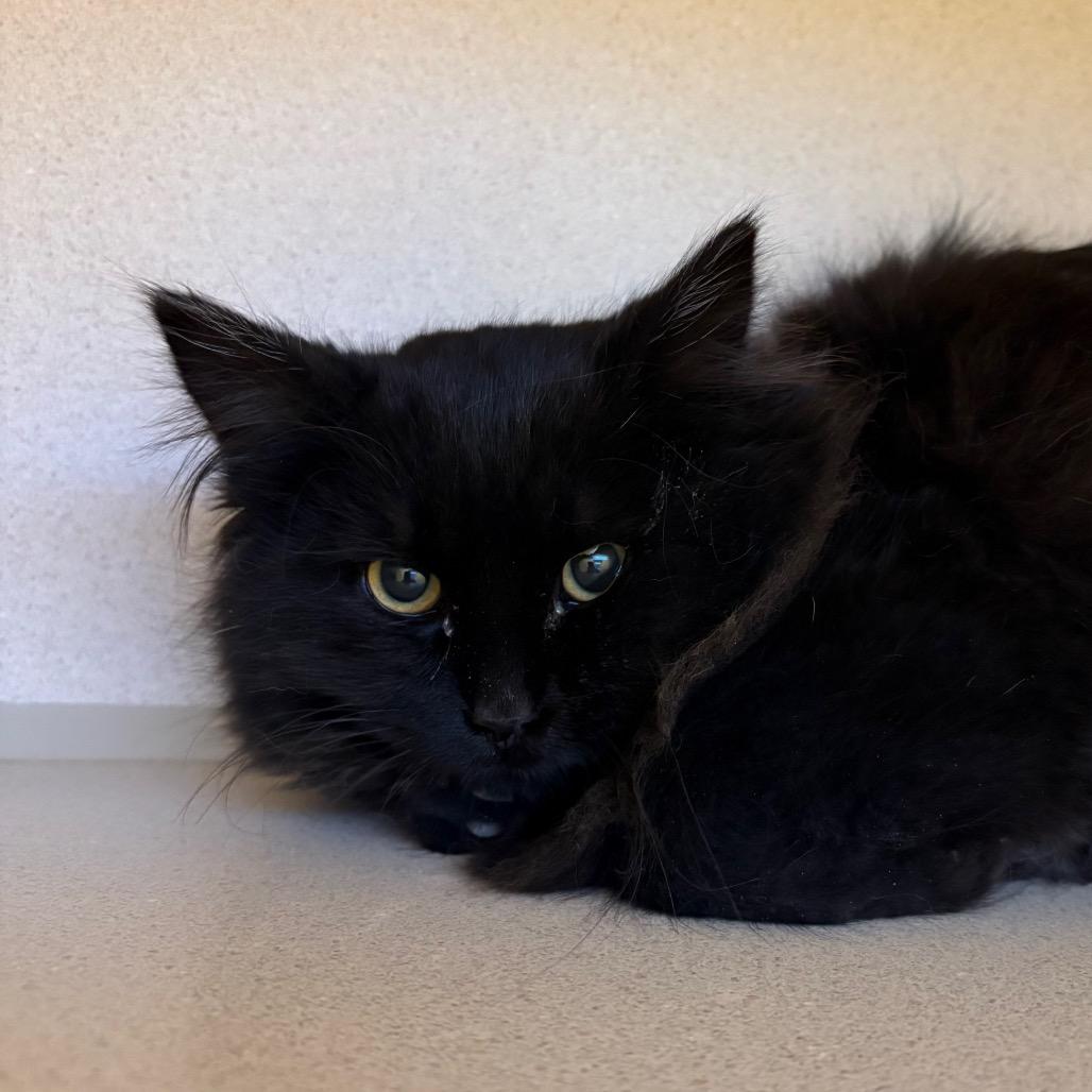 Enlarge Blizzard, a Adoptable Domestic Long Hair in Rifle, CO image 1/6