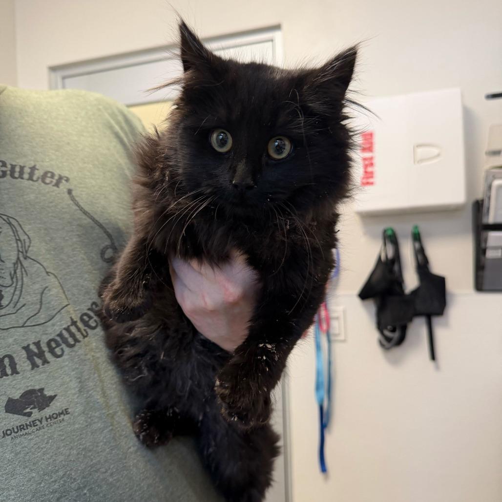 Enlarge Blizzard, a Adoptable Domestic Long Hair in Rifle, CO image 2/6