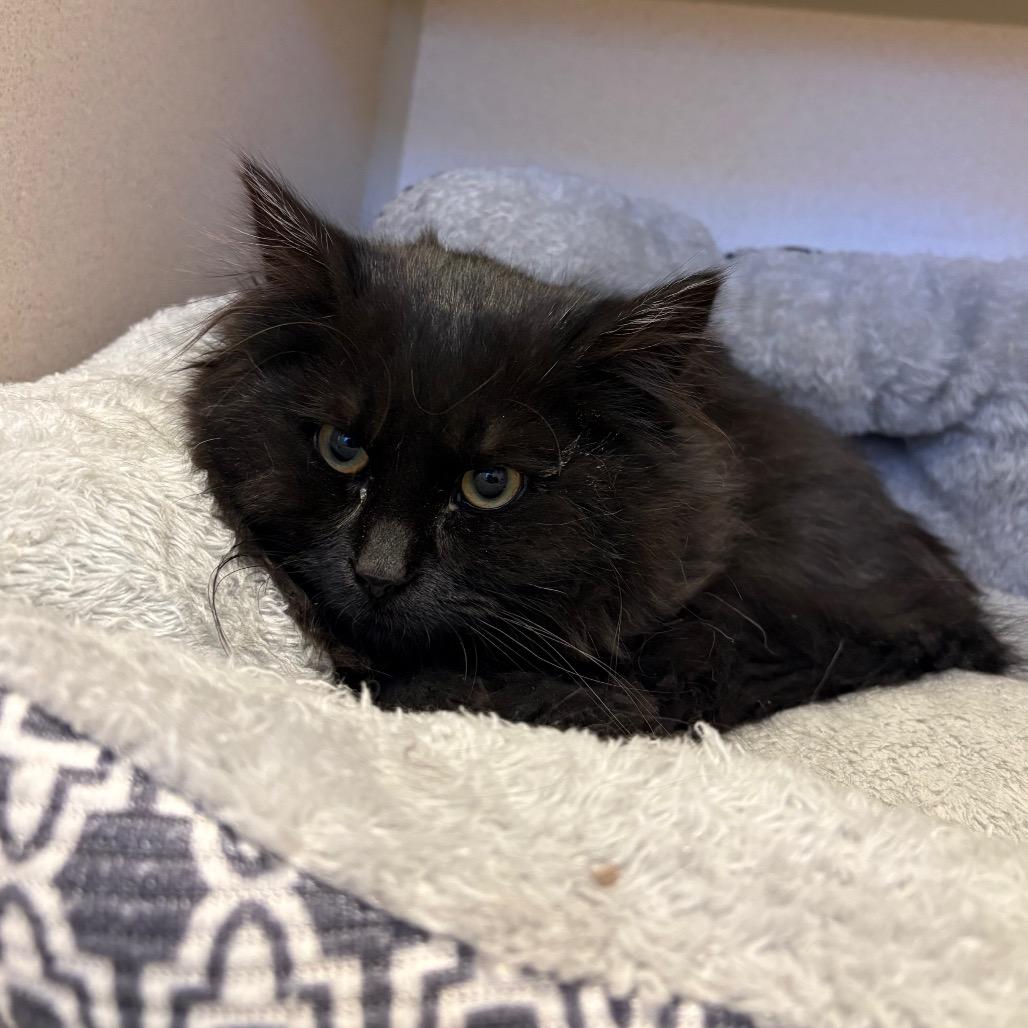 Enlarge Blizzard, a Adoptable Domestic Long Hair in Rifle, CO image 3/6