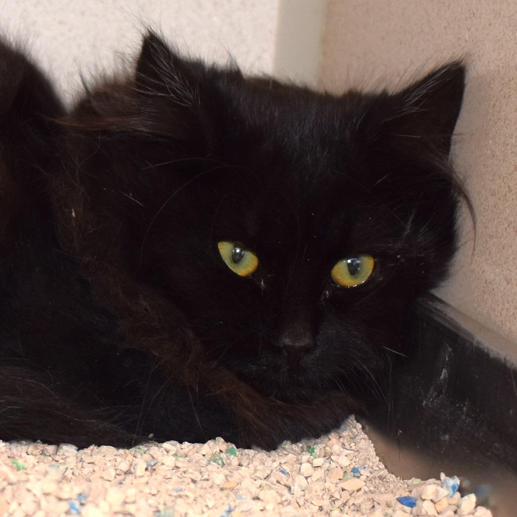 Enlarge Blizzard, a Adoptable Domestic Long Hair in Rifle, CO image 4/6