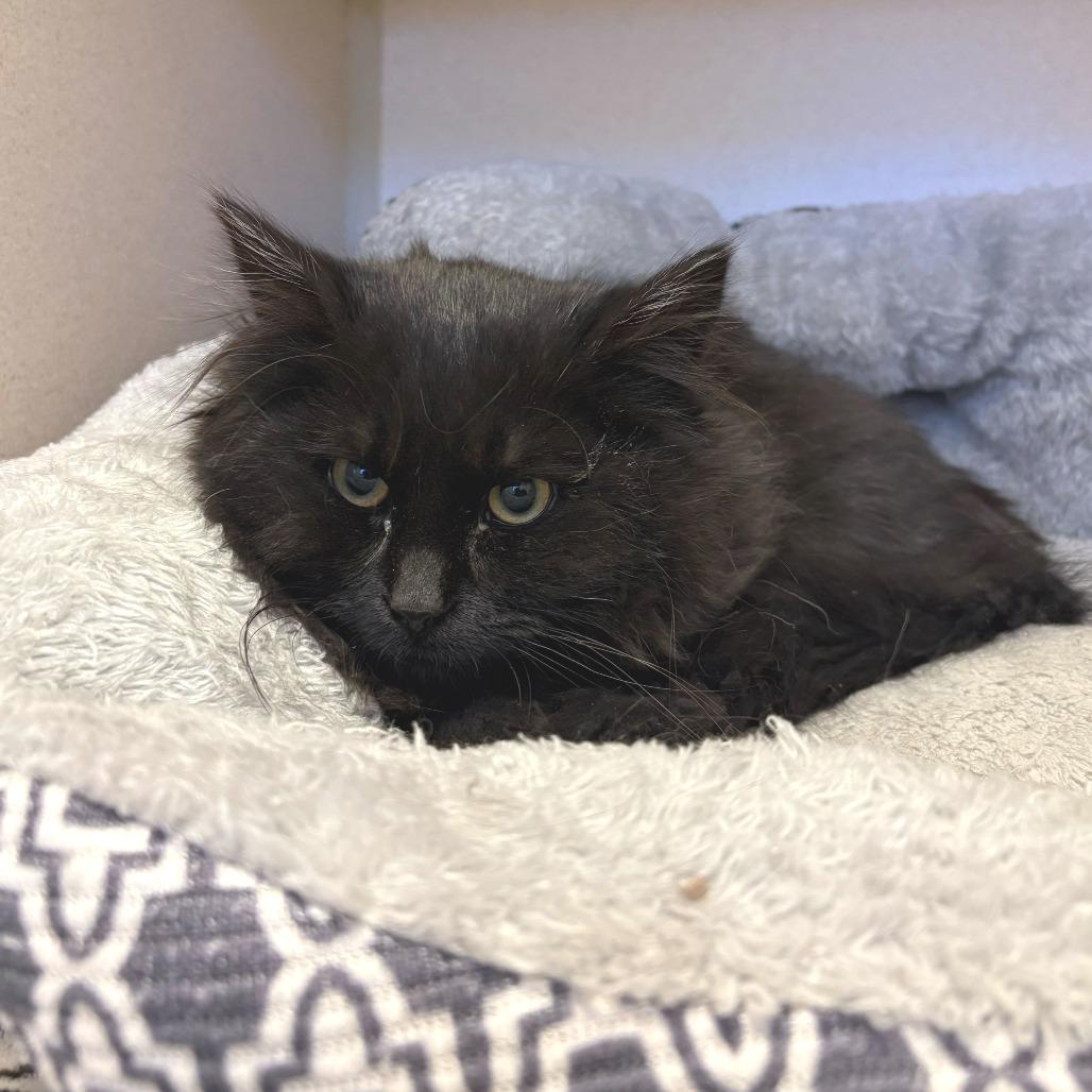 Enlarge Blizzard, a Adoptable Domestic Long Hair in Rifle, CO image 5/6