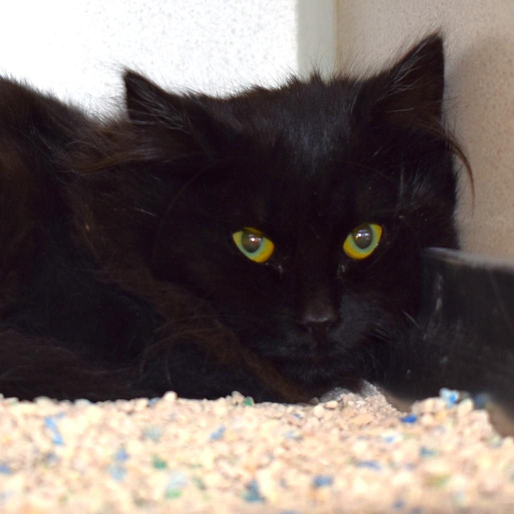 Enlarge Blizzard, a Adoptable Domestic Long Hair in Rifle, CO image 6/6