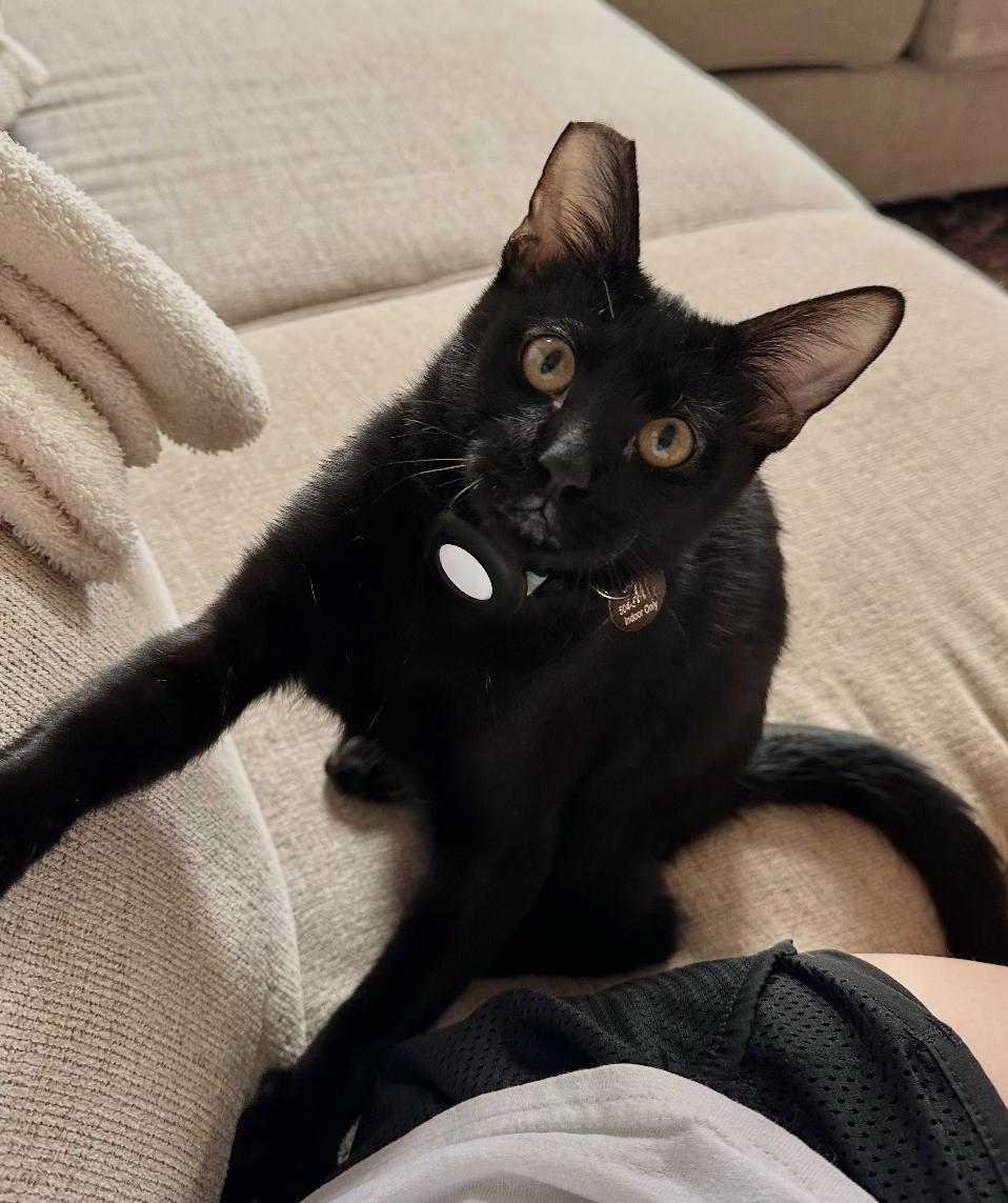 Enlarge Levee, a Adoptable Domestic Short Hair in Denver, CO image 4/6