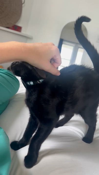Enlarge Levee, a Adoptable Domestic Short Hair in Denver, CO video 6/6