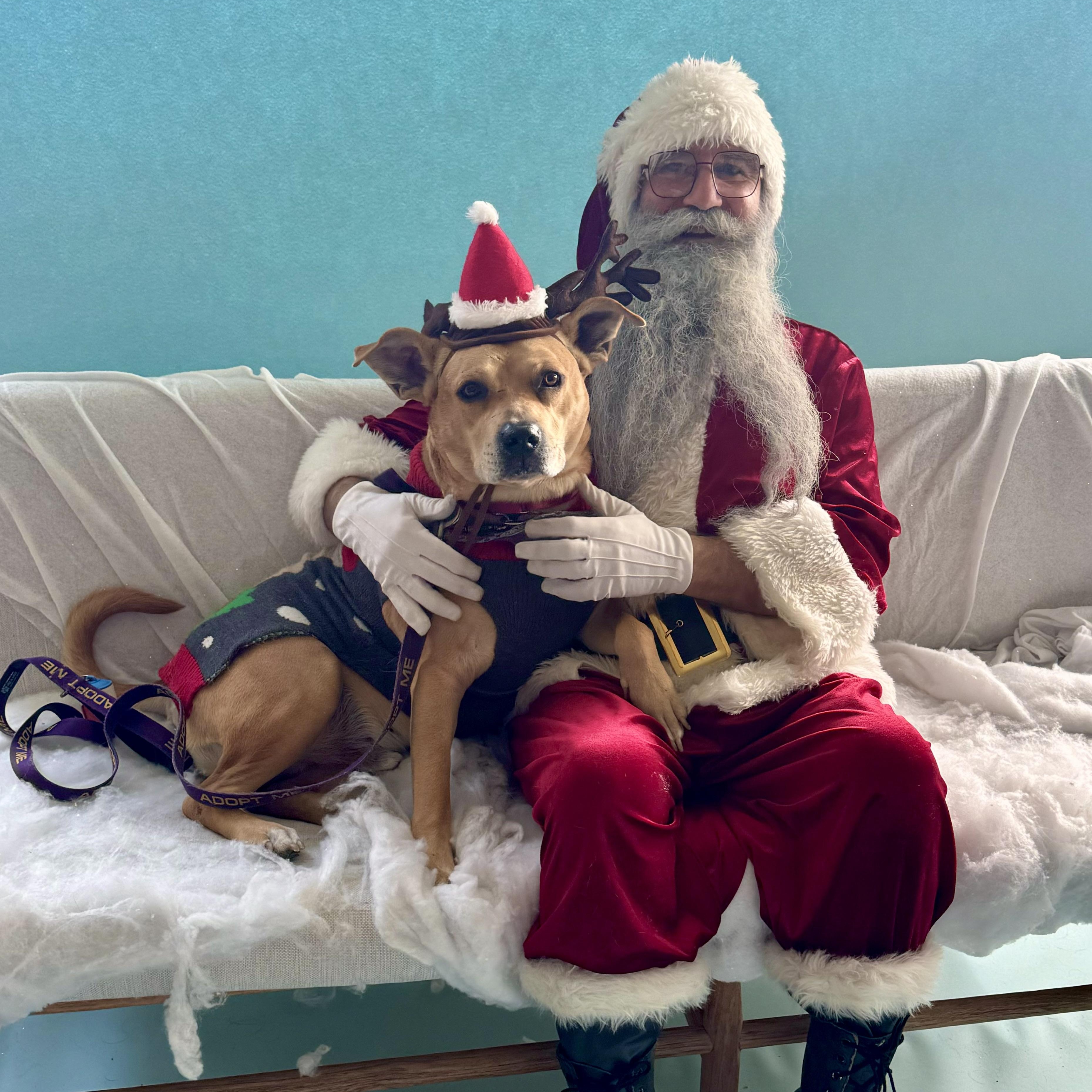 Enlarge Canelo, a Adoptable mixed breed in Van Nuys, CA image 6/6