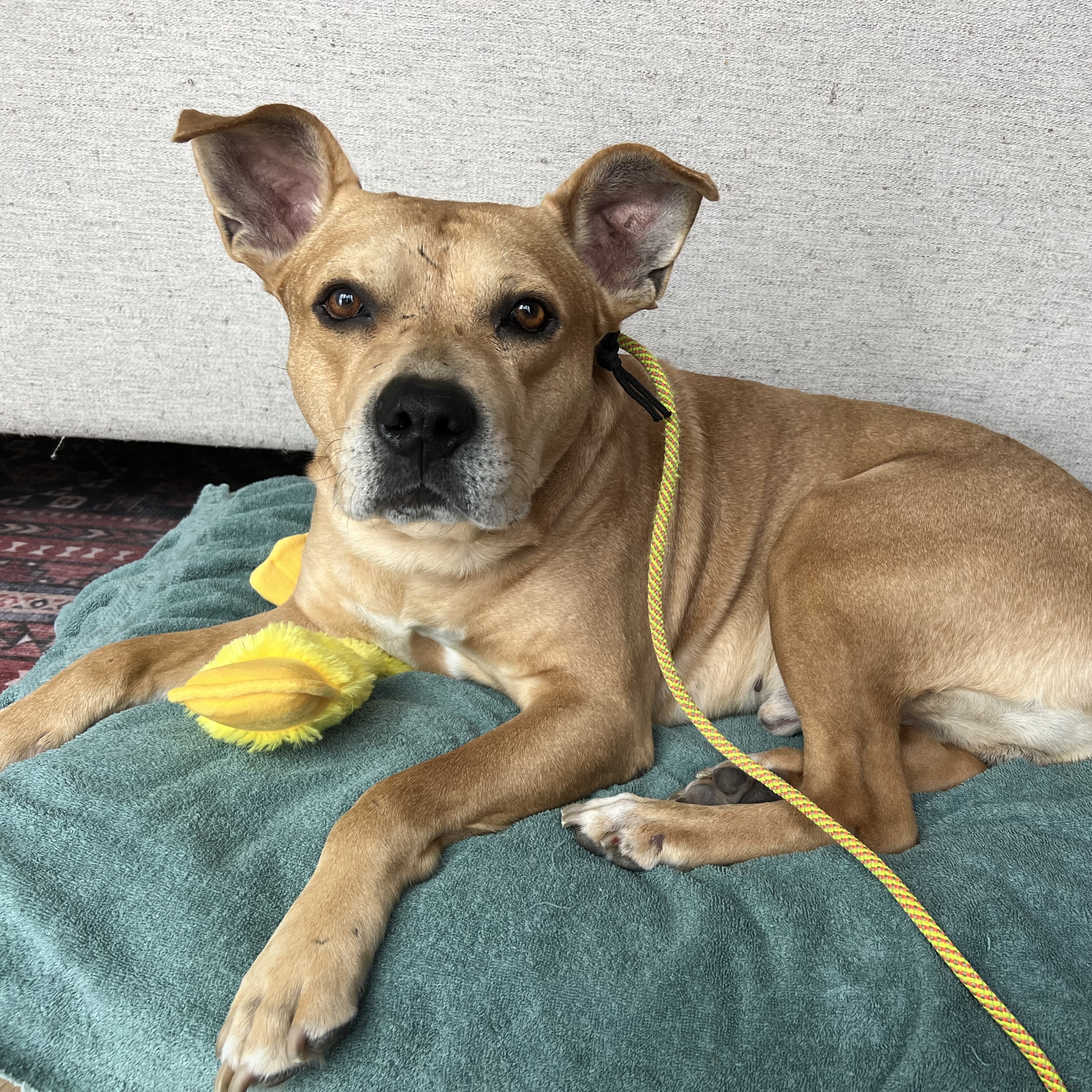 Enlarge Canelo, a Adoptable mixed breed in Van Nuys, CA image 2/6