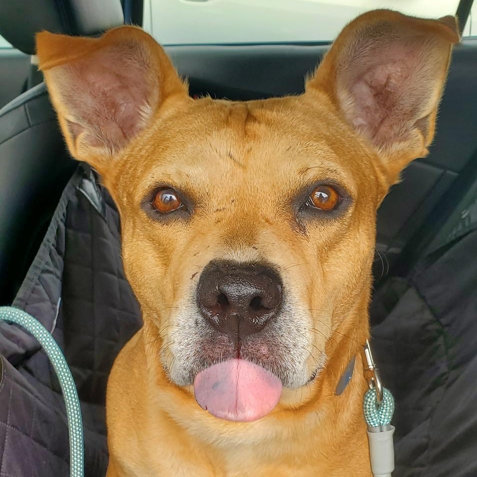 Enlarge Canelo, a Adoptable mixed breed in Van Nuys, CA image 1/6