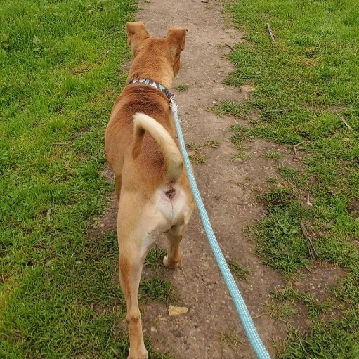 Enlarge Canelo, a Adoptable mixed breed in Van Nuys, CA image 4/6