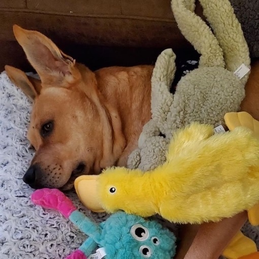 Enlarge Canelo, a Adoptable mixed breed in Van Nuys, CA image 5/6