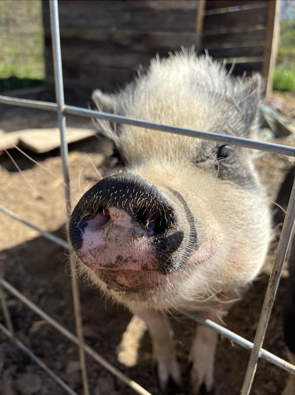 Enlarge Rosie | Bonded Pair, a Adoptable Pig in Clyde, NC image 1/4