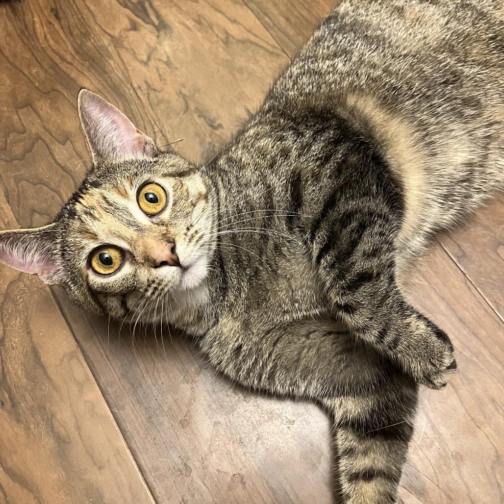 Enlarge Strawberry Short Cake, a Adoptable Domestic Short Hair in St. Peters, MO image 1/6