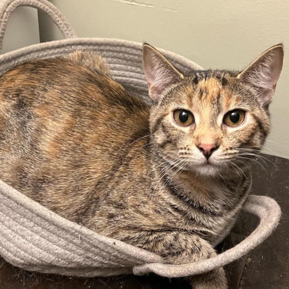 Enlarge Strawberry Short Cake, a Adoptable Domestic Short Hair in St. Peters, MO image 2/6