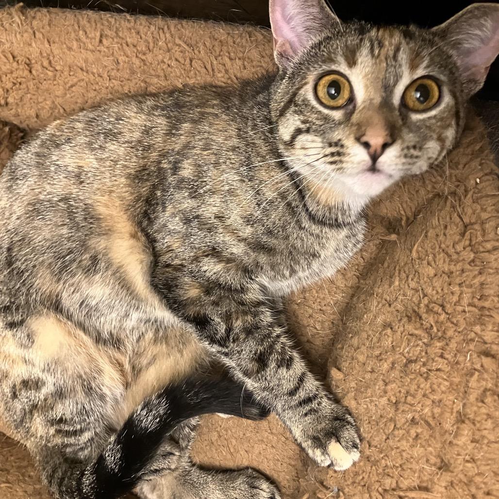 Enlarge Strawberry Short Cake, a Adoptable Domestic Short Hair in St. Peters, MO image 3/6