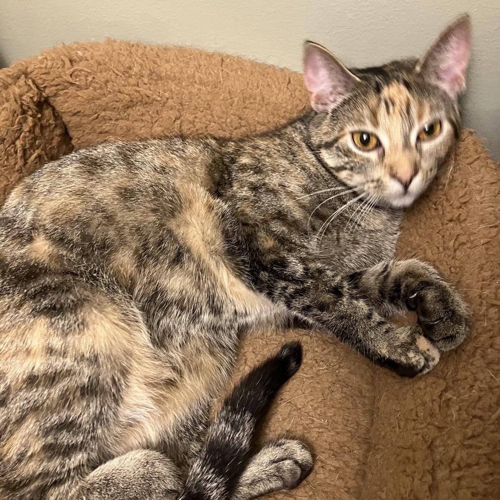 Enlarge Strawberry Short Cake, a Adoptable Domestic Short Hair in St. Peters, MO image 4/6