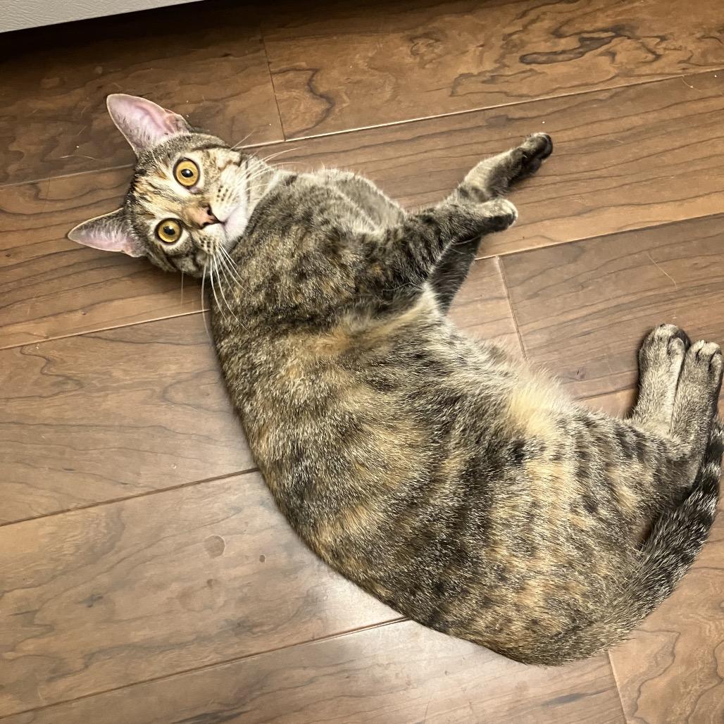 Enlarge Strawberry Short Cake, a Adoptable Domestic Short Hair in St. Peters, MO image 5/6